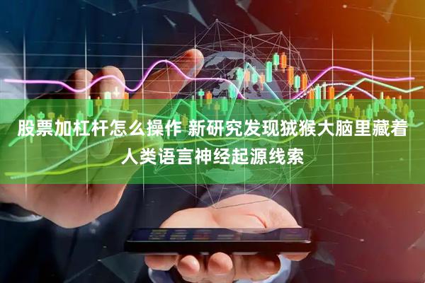 股票加杠杆怎么操作 新研究发现狨猴大脑里藏着人类语言神经起源线索